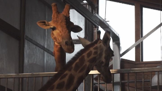 Viaggio eccezionale per due giraffe dalla Svizzera a Cumiana, nel Torinese